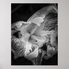 ラプライアノワール – Fortnight Lily, Transparent ポスター