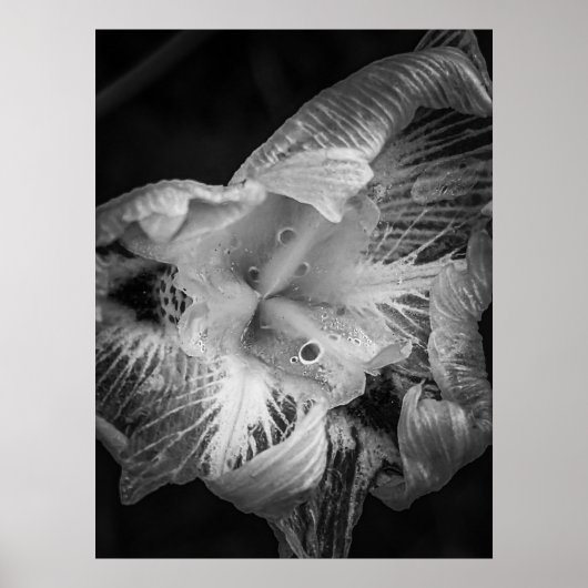 ラプライアノワール – Fortnight Lily, Transparent ポスター (正面)