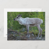 ラプランド葉書のトナカイ ポストカード (正面/裏面)