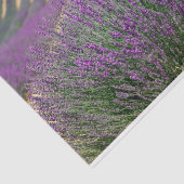 ラベフランスのンド畑 薄葉紙 (詳細)