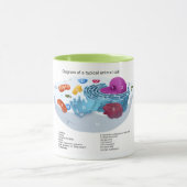 ラベル付き動物細胞図 マグカップ (中央)