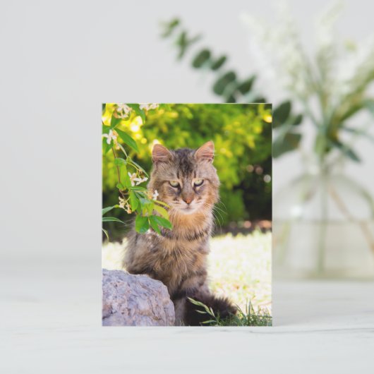 ラベロの緑の目の猫イタリアのはがき ポストカード (スタンド正面)