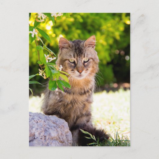 ラベロの緑の目の猫イタリアのはがき ポストカード (正面)