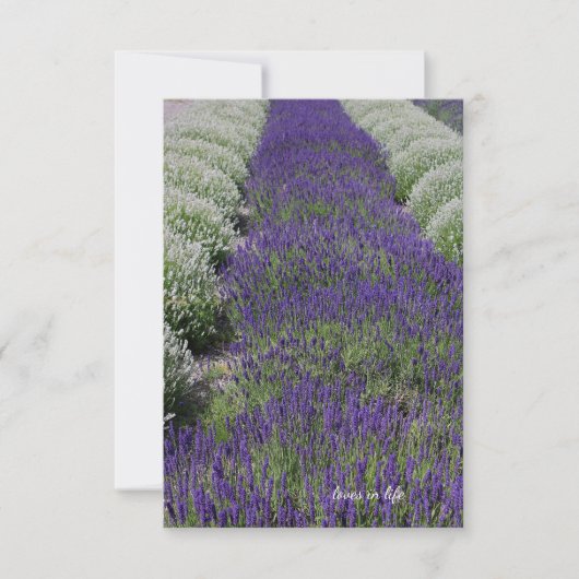 ラベンダーと白の行 ノートカード (正面)