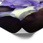 ラベンダーと白ひげ菖蒲の花 ポスター (角)