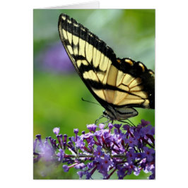 ラベンダーに黄色と黒の蝶