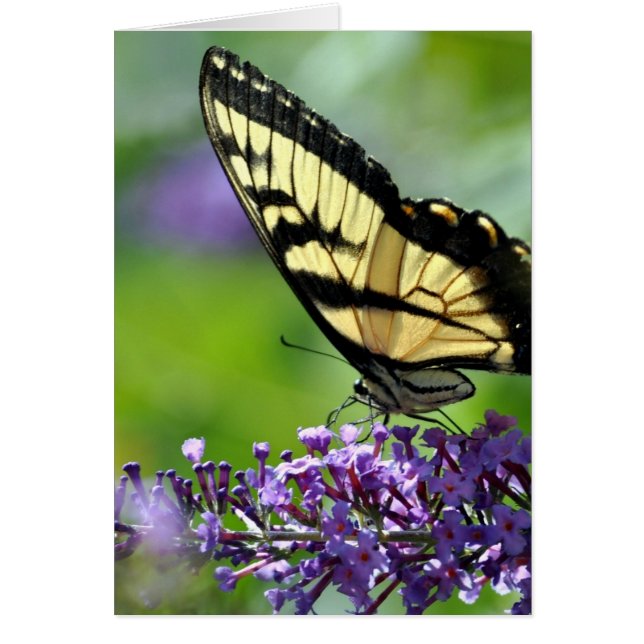 ラベンダーに黄色と黒の蝶 (正面)