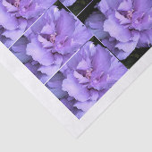 ラベンダーのばら色のシャロンの数々のなイメージ 薄葉紙 (詳細)