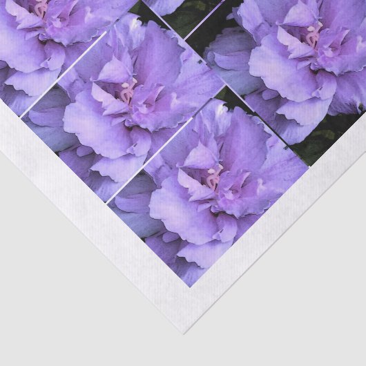 ラベンダーのばら色のシャロンの数々のなイメージ 薄葉紙 (詳細)