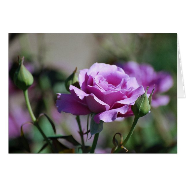 ラベンダーのばら色カード (正面横)