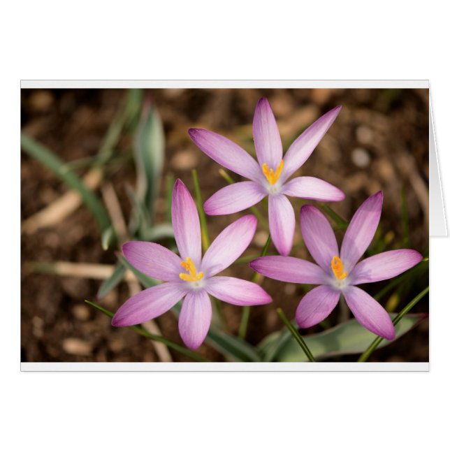 ラベンダーのクロッカスの三角形 (正面横)