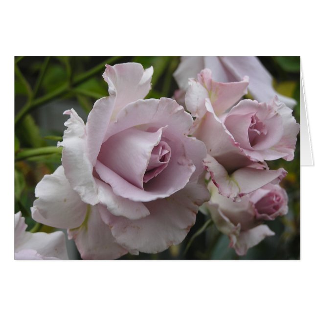 ラベンダーのバラカード (正面横)