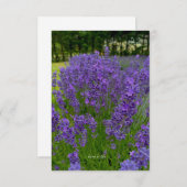 ラベンダーの列、木の列 ノートカード (正面/裏面)