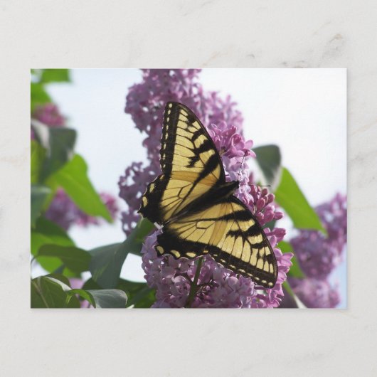 ラベンダーの午後 ポストカード (正面)