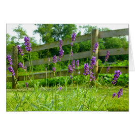 ラベンダーの咲くこと