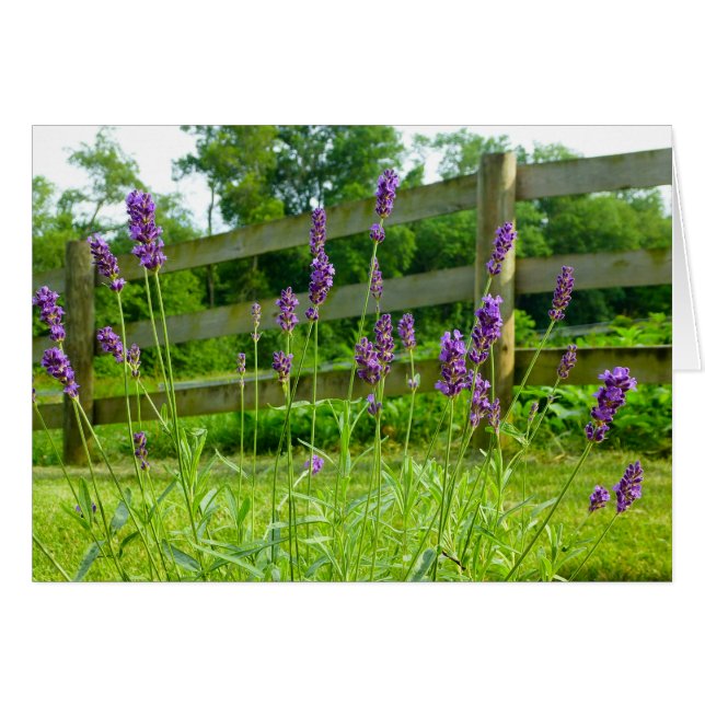 ラベンダーの咲くこと (正面横)