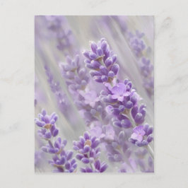 ラベンダーの夢。 ポストカード