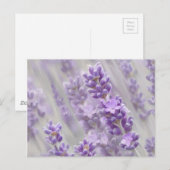 ラベンダーの夢。 ポストカード (正面/裏面)