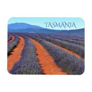 ラベンダーの植物の列の開花,タスマニア マグネット