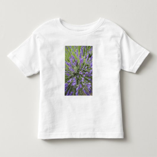 ラベンダーの植物 トドラーTシャツ (正面)