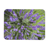 ラベンダーの植物 マグネット (横)