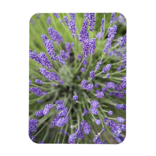 ラベンダーの植物 マグネット (縦)