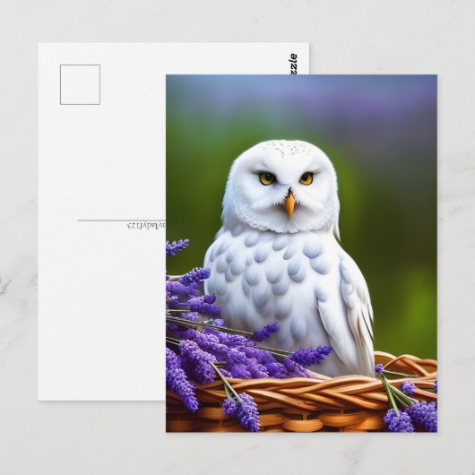 ラベンダーの白いフクロウ、ポストクロッシング ポストカード (正面/裏面)