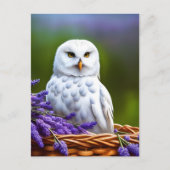ラベンダーの白いフクロウ、ポストクロッシング ポストカード (正面)