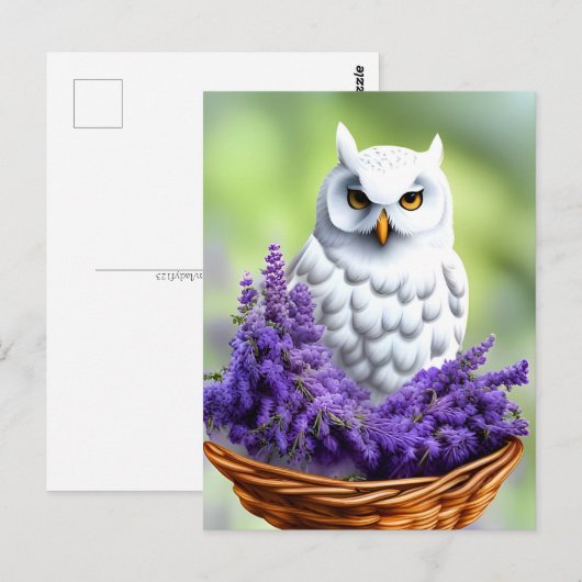 ラベンダーの白いフクロウ、ポストクロッシング ポストカード (正面/裏面)