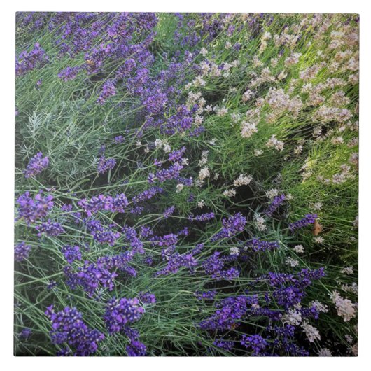 ラベンダーの種類 タイル (正面)