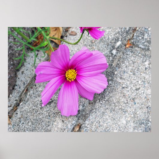 ラベンダーの花と感動的引用文 ポスター (正面)