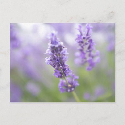 ラベンダーの花のマクロ画像と非常 ポストカード (正面)