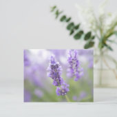 ラベンダーの花のマクロ画像と非常 ポストカード (スタンド正面)