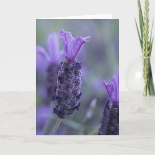 ラベンダーの花の写真の挨拶状 カード (正面)