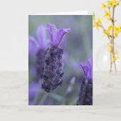ラベンダーの花の写真の挨拶状 カード (黄色い花)