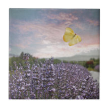 ラベンダーの花の分野、青空、ピンクの日没、