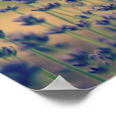 ラベンダーの花 ポスター (角)