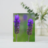 ラベンダーの茎 ポストカード (スタンド正面)