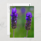 ラベンダーの茎 ポストカード (正面/裏面)