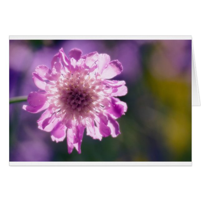 ラベンダーのScabiosaの花 (正面横)