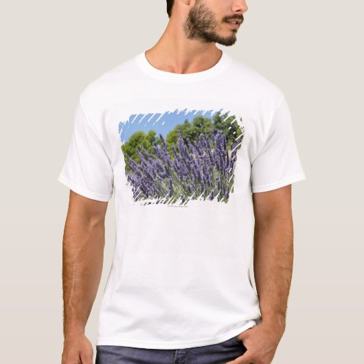 ラベンダーは夏に分野、プロバンスで開花します Tシャツ (正面)