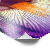 ラベンダーひげひげアイリスフラワーペタルアップ8x10 フォトプリント            (角)