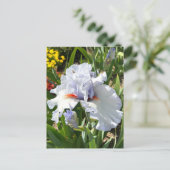 ラベンダーひげアイリスハガキ ポストカード (スタンド正面)