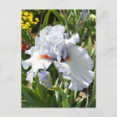 ラベンダーひげアイリスハガキ ポストカード (正面)