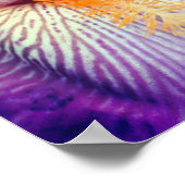 ラベンダーひげアイリスフラワーペタルクローズアップ ポスター (角)