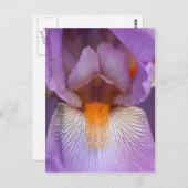 ラベンダーひげアイリスフラワーペタル ポストカード (正面/裏面)