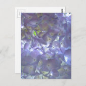 ラベンダーアジサイ ポストカード (正面/裏面)