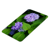 ラベンダーアジサイ マグネット (左側)