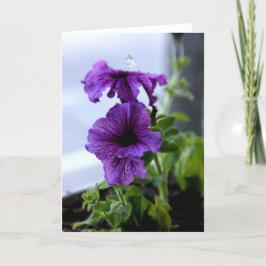 ラベンダーシャドウフェアリー シーズンカード