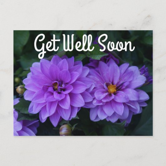 ラベンダーダリア薄紫すぐハガキ ポストカード (正面)